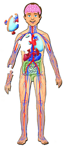 Human Body with Organs