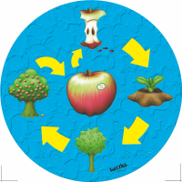 Life Cycle - The Apple